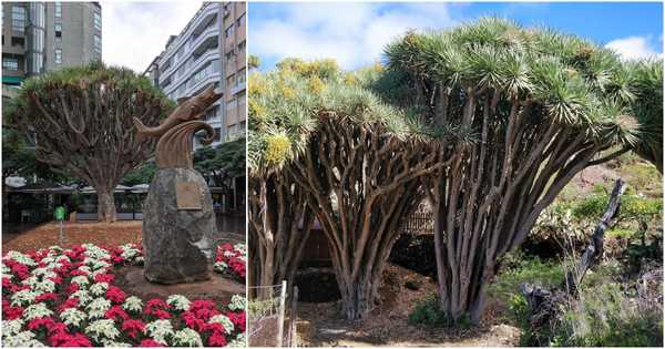 Drago in Santa Cruz de Tenerife, Tenerife and others near the Buracas Caves, La Palma.