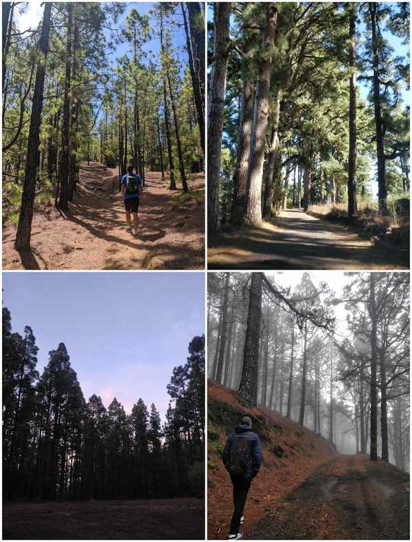 Canary Pine pictures from Tenerife and La Palma.